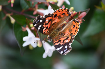Butterflies in the garden with wild flowers