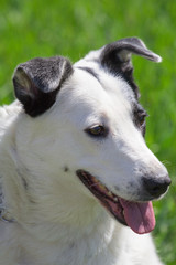 portrate of Fat white dog with black spot on face have fun in green grass meadow at sunny day closeup