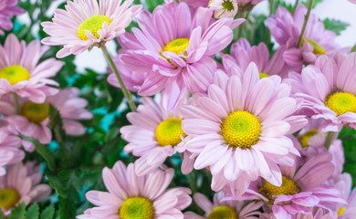 Purple mum flowers have yellowe pollen in vase at flower market,beautiful background,for worship holy object