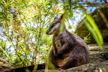 Close up of Wallaby sitting on rocks, Sydney, Australia
