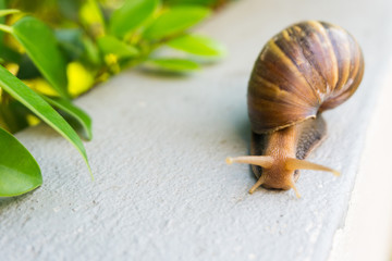 Snail walking on the wall after raining day,it spit mucilage  that we can bring made cosmetic for face,close up,macro