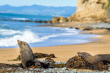 Fur seal at Bushy Beach near Oamaru, Otago region, New Zealand