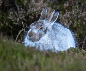 Mountain hare