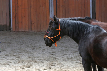  Head of the beautiful young horse in the riding hall during training indoors