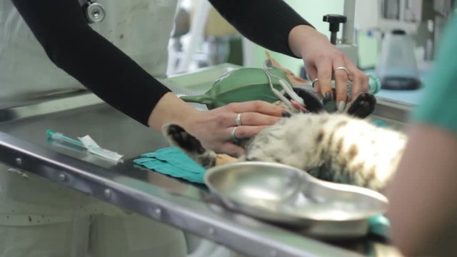 Animal surgery, cat with anesthesia breathing circuit set