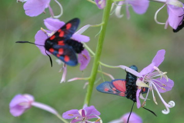 Fototapeta premium butterfly on flower