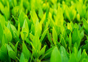 Fototapeta na wymiar Bush green leaves, dense vegetation, macro details with soft focus