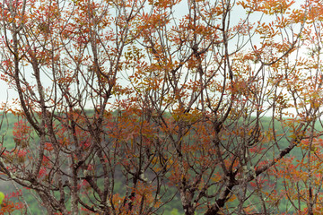 Fototapeta premium Automnal