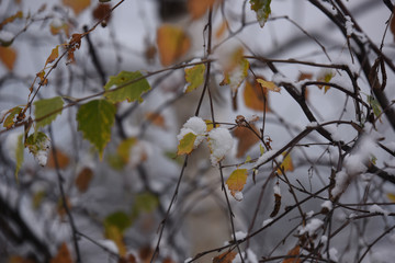foglie autunno con neve 