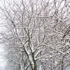 Tree branches covered with snow background. Winter weather: precipitation