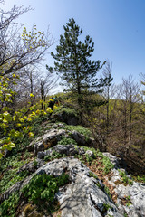 black pine on steep rocky mountains in romania. Mehedinti Mountain range is the only place in Romania where it grows on 