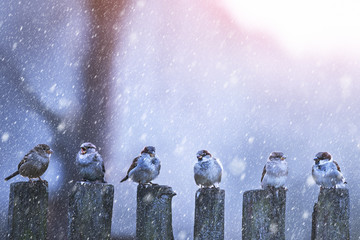 Sparrows in a row on wooden fence. Winter scene with going snow