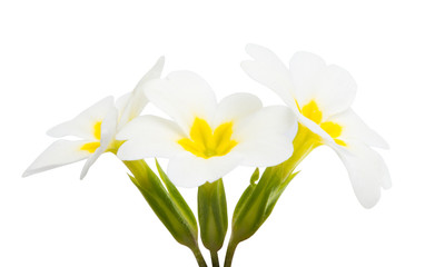 Primrose flower isolated
