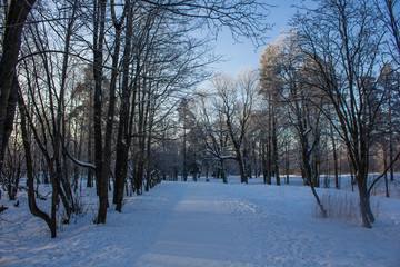 Winter landscape in clear weather. Frosty daylight at sunset