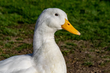 Portrait of heavy white American Pekin Duck