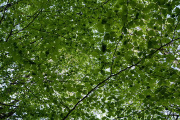 green woodland and green leaves in Cernei Mountains, Romania