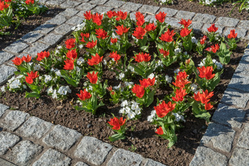 Fototapeta na wymiar Beet mit roten Tulpen