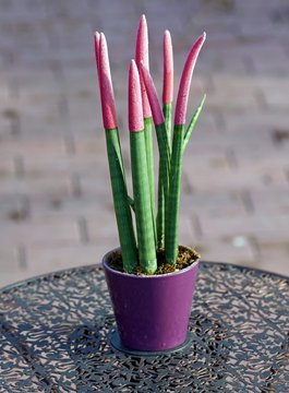Bogenhanf (Sansevieria Cylindrica)