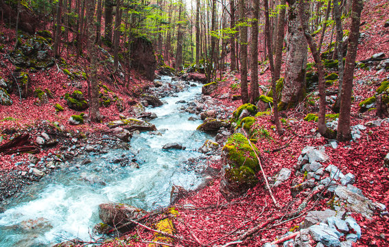 Autumn in the Pollino National Park. Beautiful passage of a river in the middle of the forest with fallen red leaves