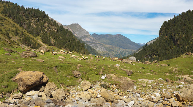 Flock of sheep on the stony meadow in the mountain valley nearby resort of Gavarnie, Pyrenees