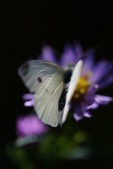 Butterfly on a flower 