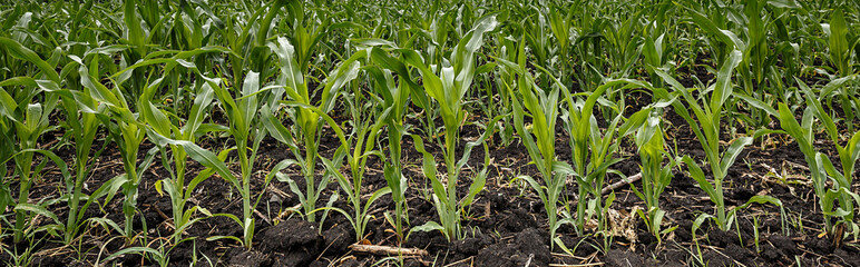 Atmospheric rural landscape, green corn field and gray cloudy sky with clouds. Agriculture, panoramic banner
