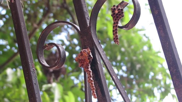 wasp nests