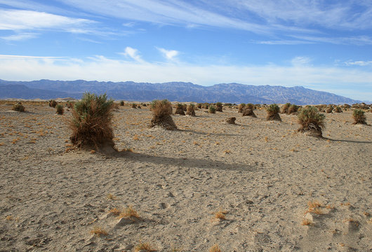 Sandy desert and shrub at Devils Cornfield, Death Valley National Park. California