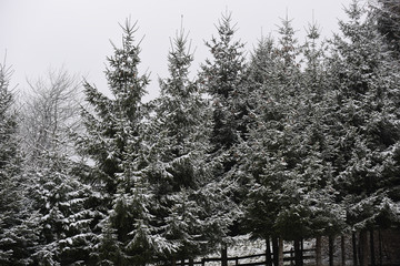 abeti natale neve inverno fiocchi di neve