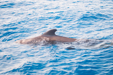 Atlantic Dolphin