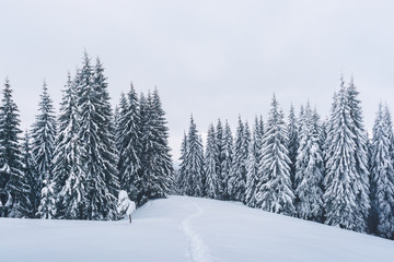 Naklejka premium Fantastic winter landscape with snowy trees. Carpathian mountains, Ukraine, Europe. Christmas holiday concept