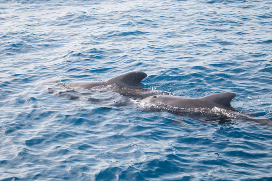 Atlantic Dolphin