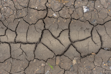Dry soil Mud with young plant and pepbles.