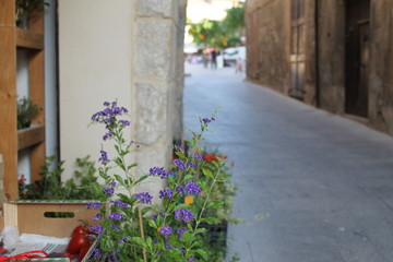 Naklejka premium CALLE 