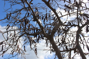 branches of a tree