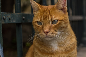red street sad cat portrait looking side ways in park outdoor nature environment  