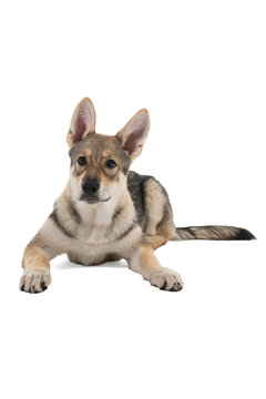 Lying female tamaskan hybrid dog puppy with flappy ears isolated on white background looking at camera