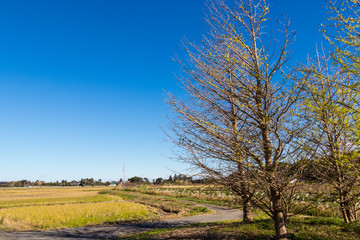 A peaceful landscape in the countryside of Japan / Isumi city, chiba prefecture, Japan