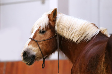  Head of the beautiful young horse in the riding hall during training indoors