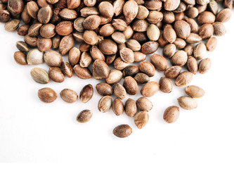 Cannabis seeds isolated on white background. Marijuana grains, herbal treatment product macro view.