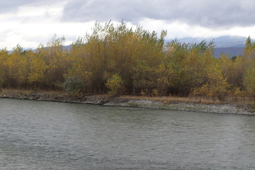 Yellowed forest near river