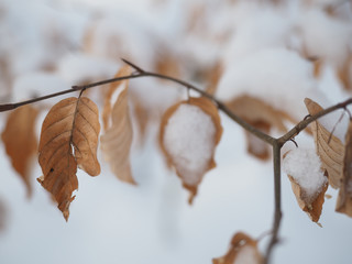 snow on leaves