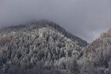 alberi con neve foresta bosco 