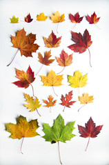 Colorfull maple tree leaf on white background