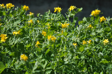 Flowers and leaves Chelidonium majus