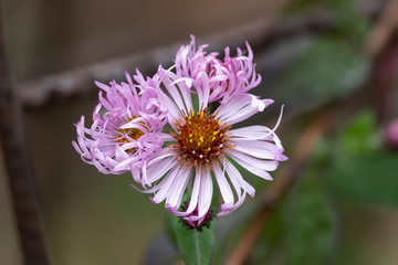 Climbing Aster Flowers in Bloom