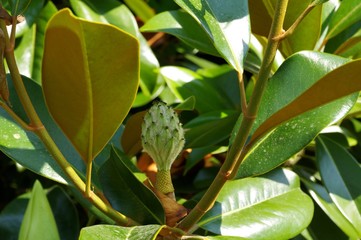 Bourgeon de fleur de magnolia