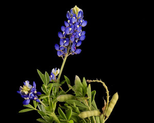Seed Pods on Bluebonnet