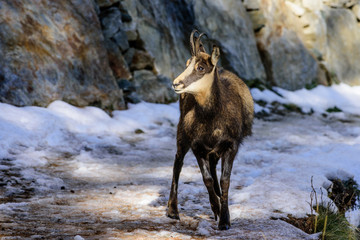 Camoscio al gran Paradiso