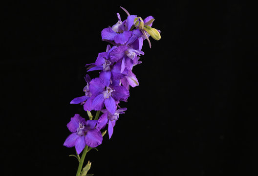 Larkspur (Delphinium staphisagria)